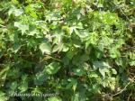 : - Hibiscus surattensis