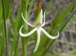 :-Habenaria trifida