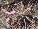 : - Aechmea lamarchei