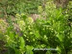 Virginische Kresse - Lepidium virginicum