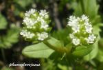 : - Valerianella radiata