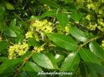 Herkuleskeule - Zanthoxylum clava-herculis