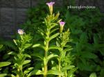 : - Limnophila aromatica
