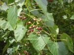 : - Ampelopsis cordata