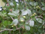 Hahnensporn-Weißdorn - Crataegus crus-galli
