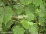Indische Schönmalve-Abutilon indicum