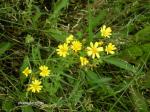 :-Packera tampicana
