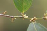 : - Lacistema hasslerianum
