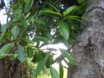 : - Cynometra ramiflora