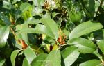 Kahle Glanzmispel-Photinia serratifolia