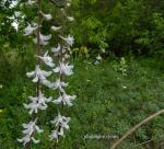 : - Delphinium carolinianum subsp. virescens