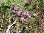: - Lessingianthus monocephalus