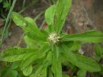 : - Gamochaeta falcata