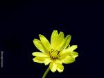 : - Pyrrhopappus carolinianus