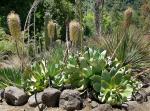 :-Agave mitis var. mitis
