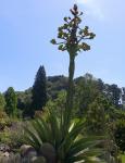 :-Agave gentryi