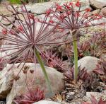 : - Brunsvigia josephiniae