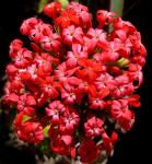 : - Crassula hirtipes