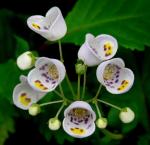 : - Jovellana punctata