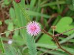 : - Mimosa quadrivalvis