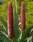 : - Aloe hexapetala