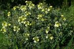 : - Erysimum concinnum