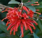 : - Grevillea victoriae