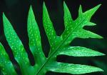 : - Microsorum scolopendria