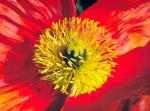 Islandmohn - Papaver nudicaule