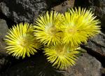 : - Cheiridopsis pillansii