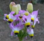 : - Dodecatheon clevelandii subsp. insularis