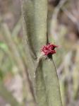 : - Euphorbia sipolisii