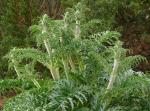 : - Eremostachys laciniata