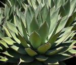 :-Agave shawii