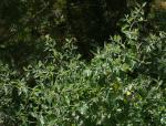 : - Ceanothus incanus