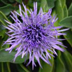 : - Globularia trichosantha