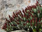 : - Helichrysum retortoides
