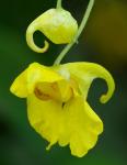 : - Impatiens rhombifolia