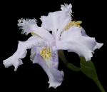 : - Iris wattii