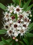 Kanuka - Kunzea ericoides