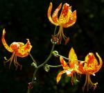 : - Lilium humboldtii subsp. ocellatum