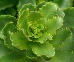 : - Lobelia valida
