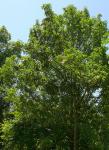 : - Magnolia insignis