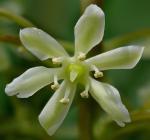 : - Maianthemum gigas var. crassipes