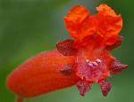 : - Cuphea oreophila