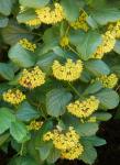 : - Physocarpus opulifolius var. intermedius