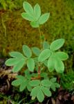 : - Potentilla glabra var. veitchii