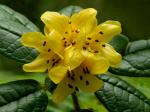: - Rhododendron valentinianum