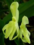 : - Roscoea cautleyoides