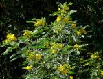 : - Senna multiglandulosa